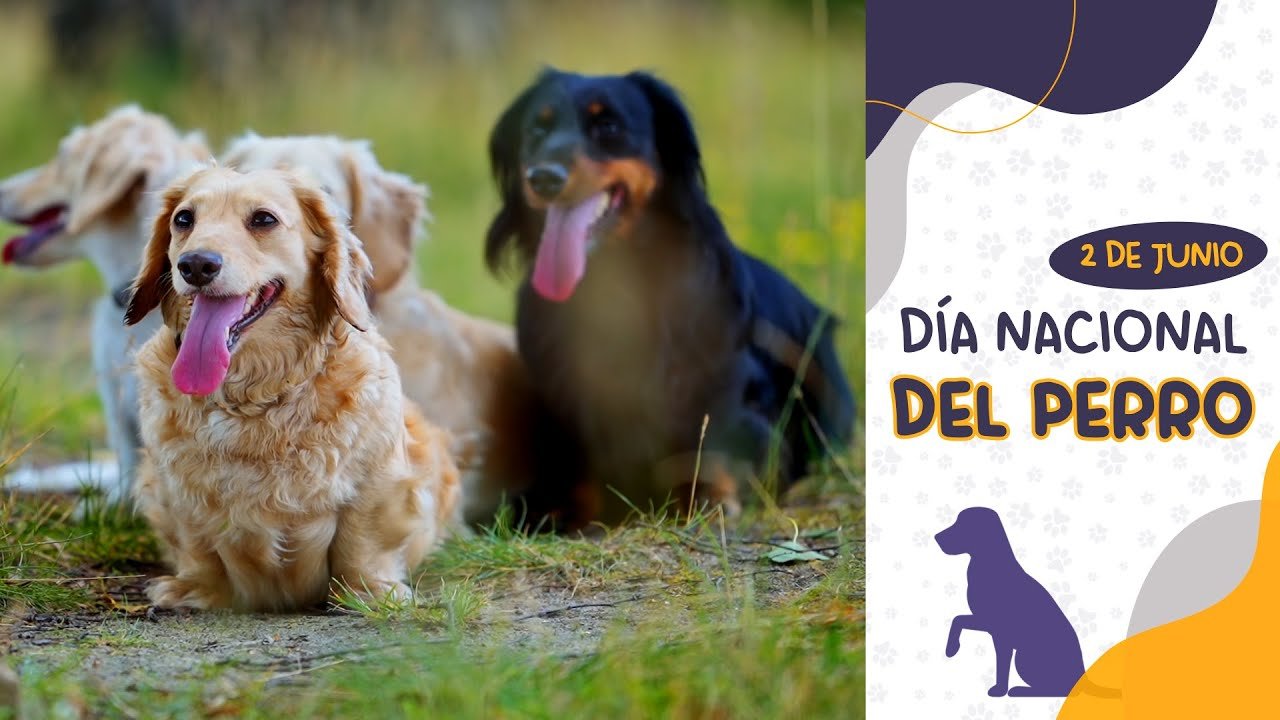 Día Nacional del Perro en El Cronista, Información General