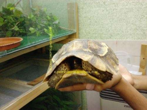 Imagen de Compra tortugas terrestres legalmente en Corrientes, siguiendo las normativas de mascotas exóticas. en Argentina