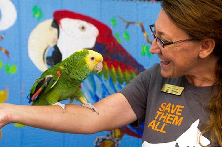 Imagen de Adopción responsable de loros en San Juan, clave para el cuidado de mascotas exóticas en Argentina. en Argentina