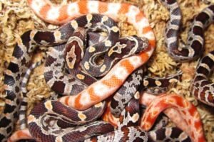 Imagen de Criaderos certificados de serpiente de maíz en Buenos Aires garantizan el bienestar animal. en Argentina