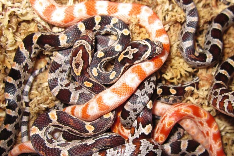Imagen de Criaderos certificados de serpiente de maíz en Buenos Aires garantizan el bienestar animal. en Argentina