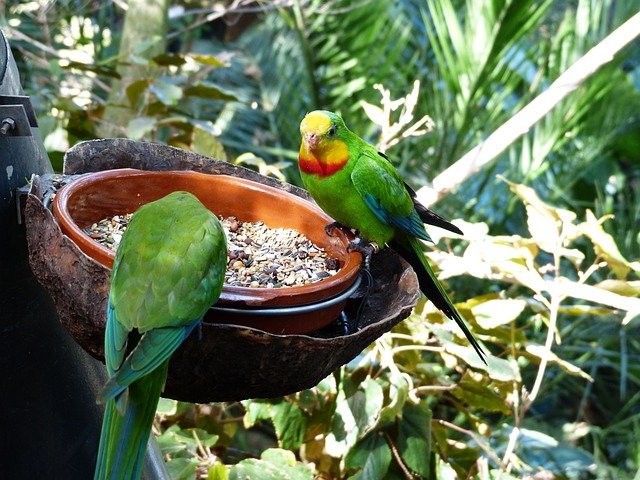 Imagen de Alimentación adecuada para periquitos, populares como mascotas exóticas en Santiago del Estero. en Argentina