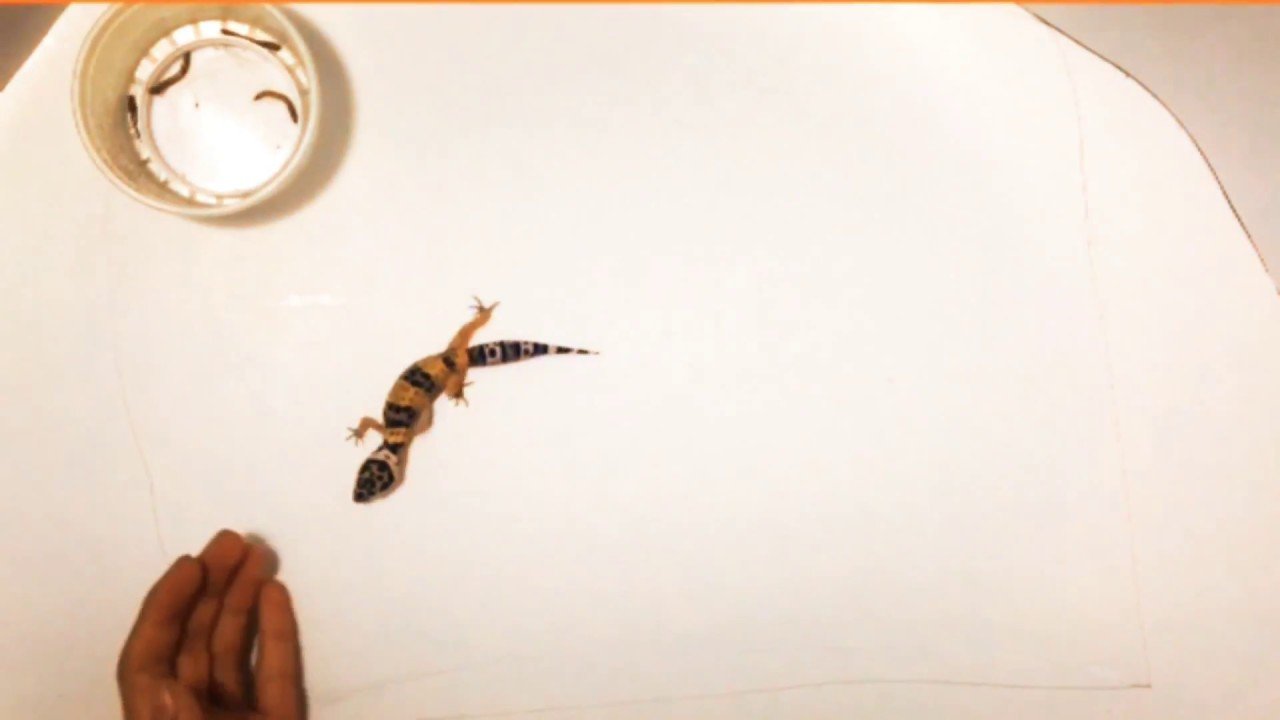 Imagen de Entrenamiento de gecko leopardo en San Luis para fortalecer el vínculo con tu mascota exótica. en Argentina