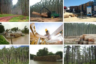 Fresa promueve las industrias forestales en el nordeste en El Cronista, Negocios
