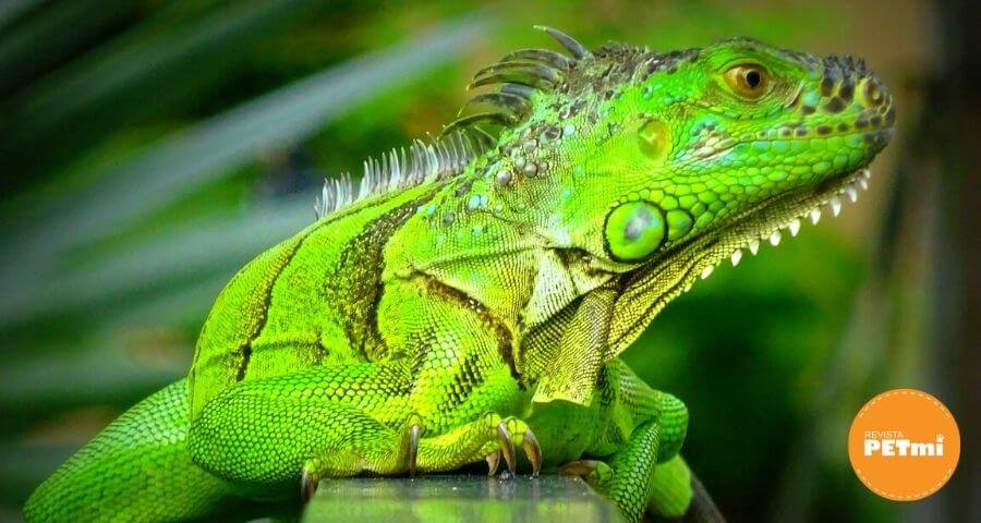 Imagen de Iguanas son populares como mascotas exóticas en Buenos Aires por su belleza y singularidad. en Argentina