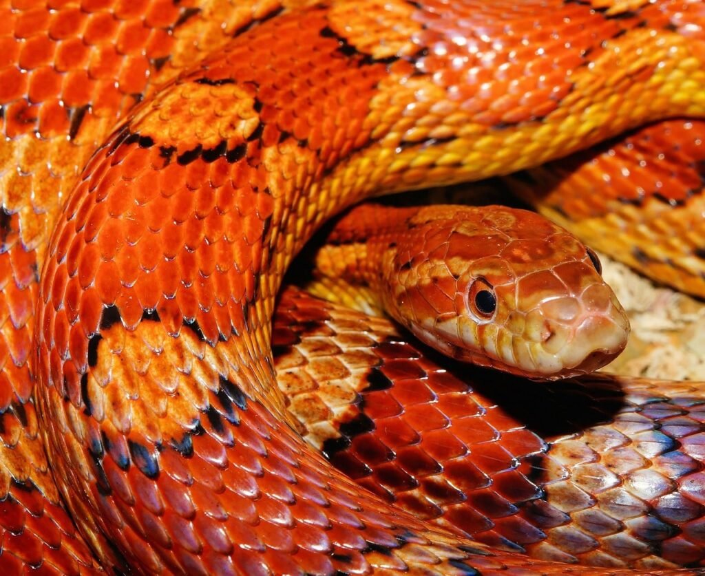 Imagen de Costo de tener una serpiente de maíz como mascota exótica en Formosa, Argentina. en Argentina
