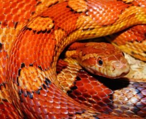 Imagen de Costo de tener una serpiente de maíz como mascota exótica en Formosa, Argentina. en Argentina