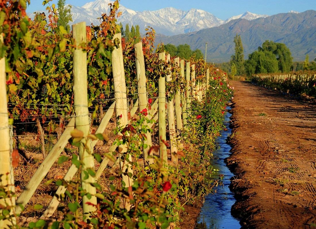Los Caminos del Vino en Descubre, Mendoza