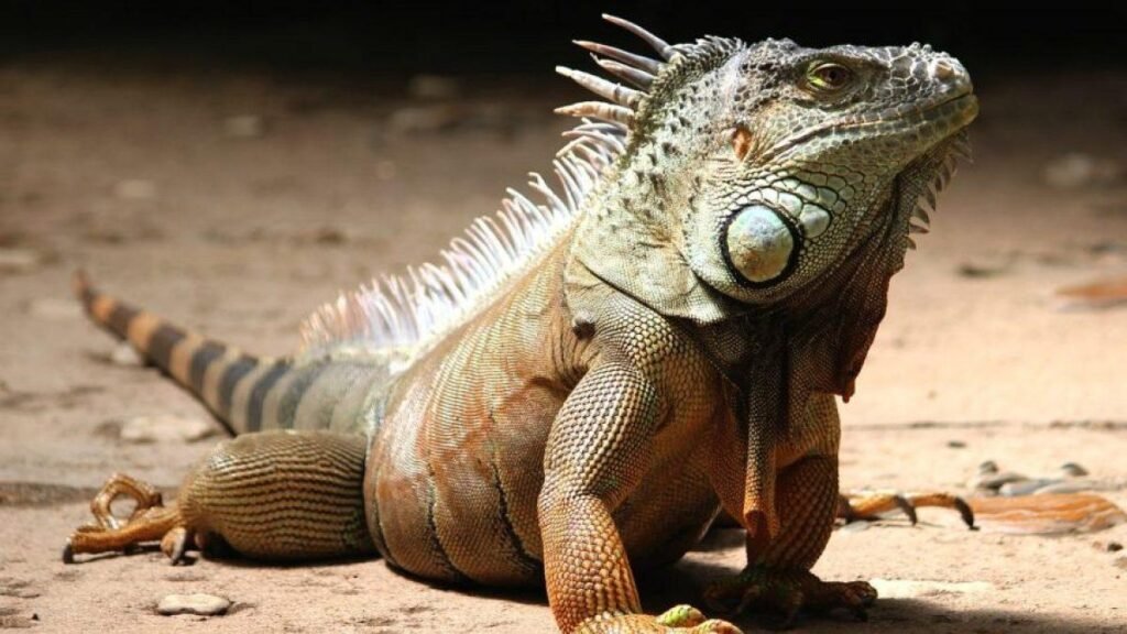 Imagen de Legislación 2025 en Neuquén regula la tenencia de iguanas como mascotas exóticas en Argentina. en Argentina