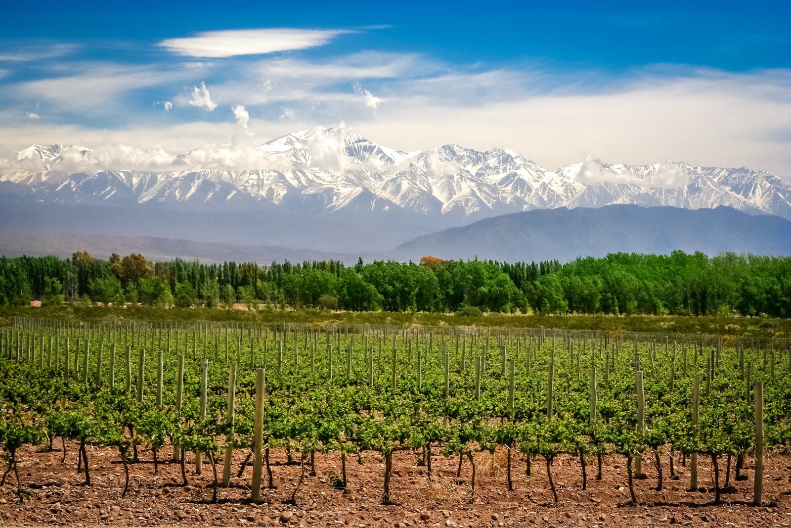 Rutas del Vino en Mendoza en Explora
