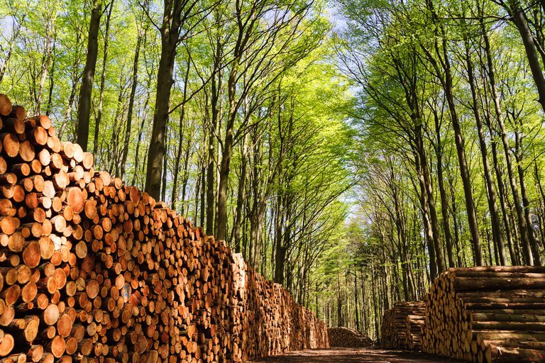 Fresa promueve las industrias forestales en el nordeste en El Cronista, Negocios