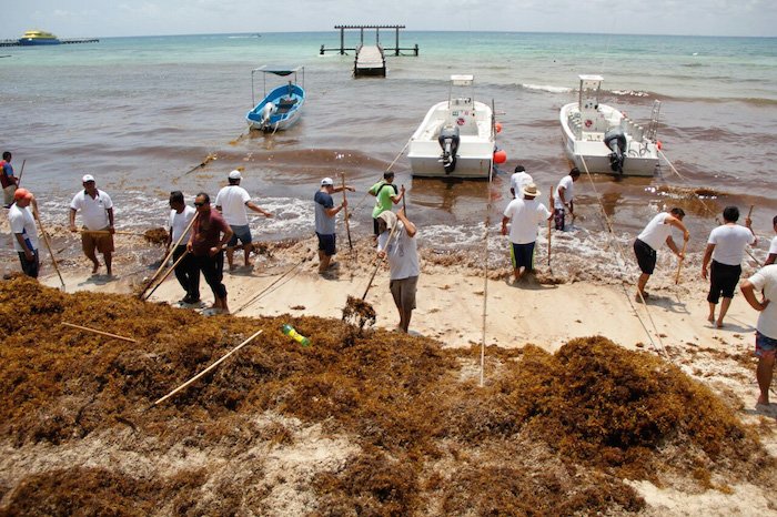 Alerta en las playas del Caribe por el sargazo que en 2025 ya es récord en Redacción Clarín, Los