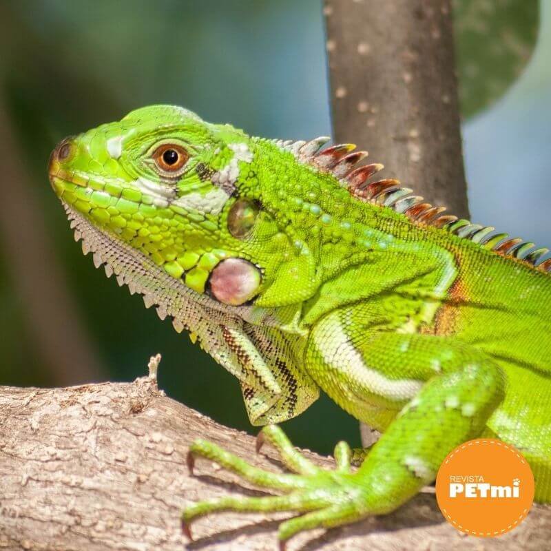 Imagen de Iguanas son populares como mascotas exóticas en Buenos Aires por su belleza y singularidad. en Argentina