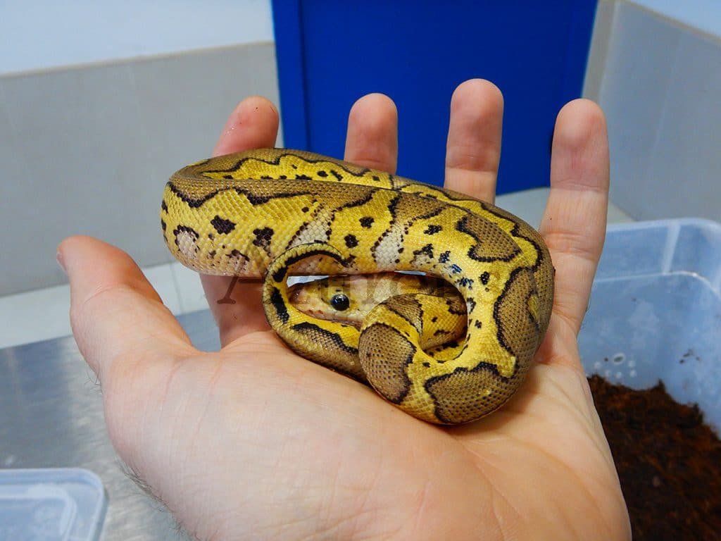 Imagen de Veterinarios en Neuquén se especializan en el cuidado de pitones bola y otras mascotas exóticas. en Argentina