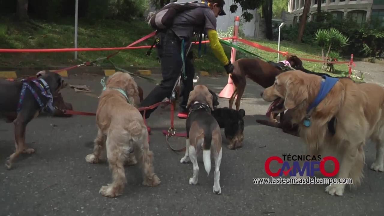 Imagen de Entrenar canarios en Buenos Aires mejora la relación entre dueño y mascota exótica. en Argentina