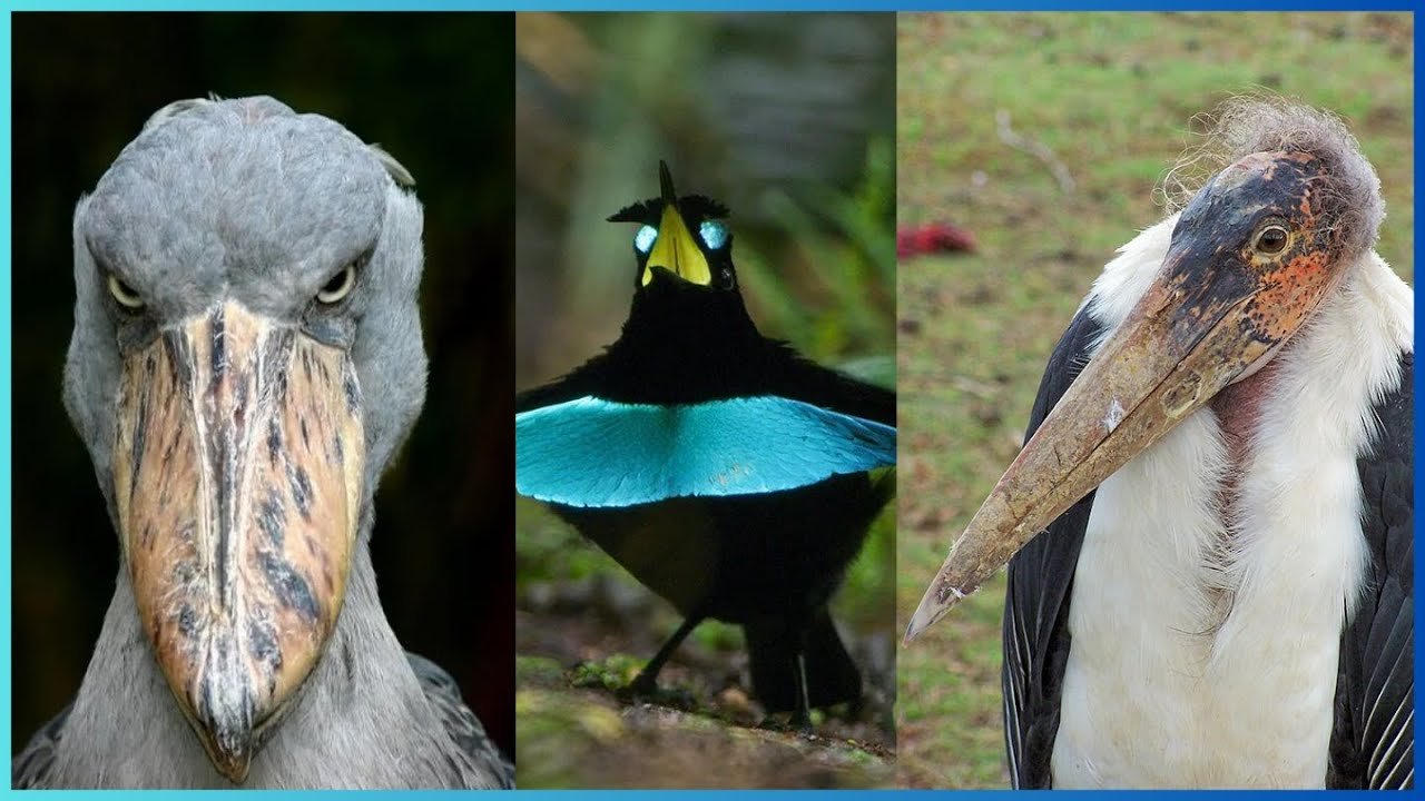 Tras dos décadas sin dejar rastro, reapareció en Argentina una de las aves más imponentes de Sudamérica en El Cronista, Información General
