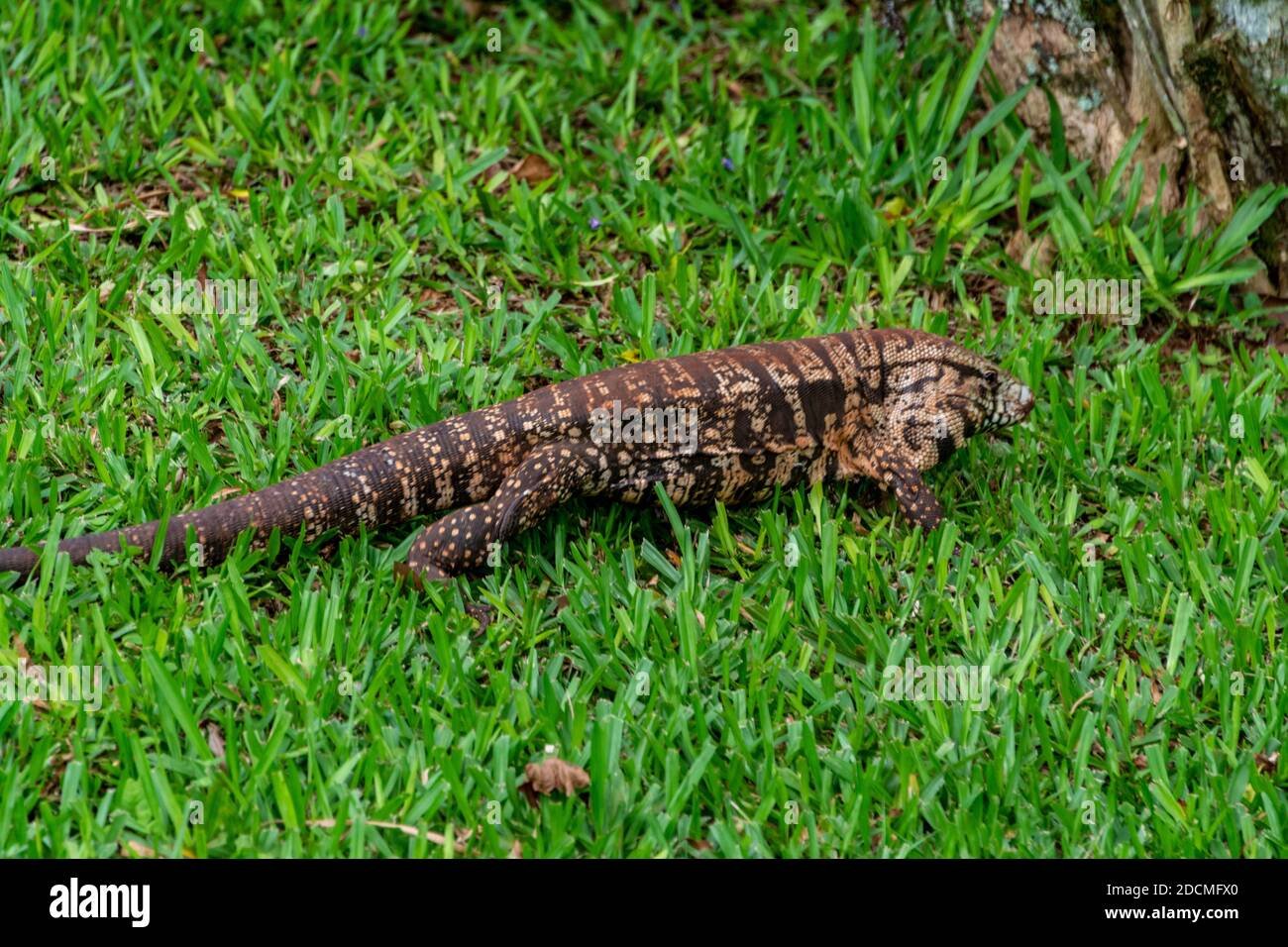 Imagen de Compra legal de lagartos tegu en Tucumán, regulada para proteger la fauna en Argentina. en Argentina