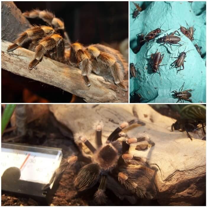 Imagen de Alimentación adecuada para tarantulas como mascotas exóticas en Tandil, Argentina. en Argentina