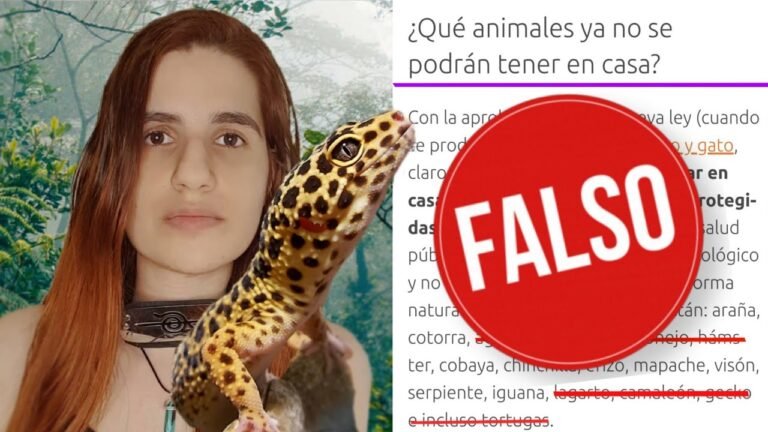 Imagen de Socialización de gecko leopardo en San Luis: clave para su bienestar en Argentina. en Argentina