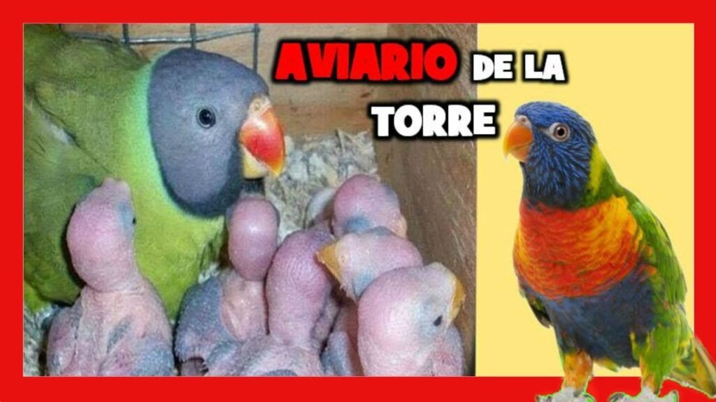 Imagen de Criaderos certificados de pez loro en San Luis, clave para mascotas exóticas en Argentina. en Argentina