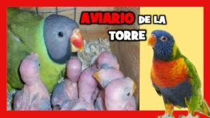 Imagen de Criaderos certificados de pez loro en San Luis, clave para mascotas exóticas en Argentina. en Argentina