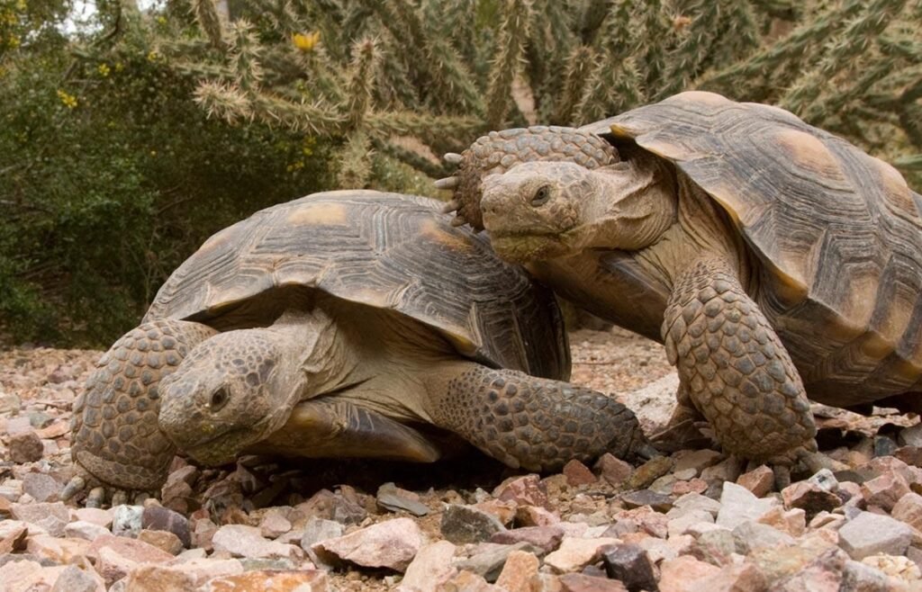 Imagen de Socialización de tortugas terrestres en Ushuaia es clave para su bienestar en el hogar. en Argentina