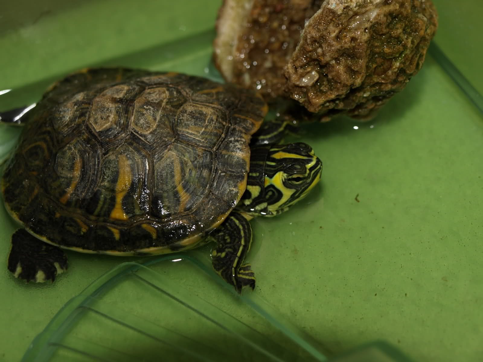 Imagen de Veterinarios en Bahía Blanca se especializan en la salud de tortugas acuáticas como mascotas exóticas. en Argentina