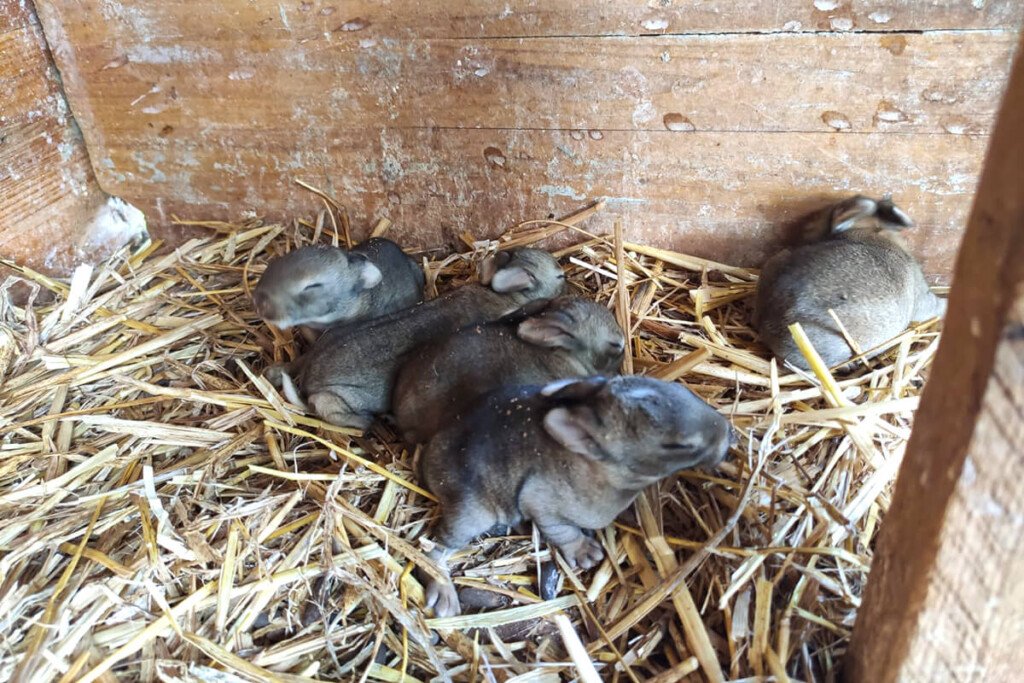 Imagen de Conejos enanos son una opción exótica y única como mascotas en Mendoza, Argentina. en Argentina
