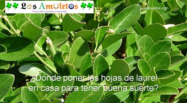 Dónde hay que poner hojas de laurel en casa para atraer la abundancia, según el Feng Shui en El Cronista, Información General