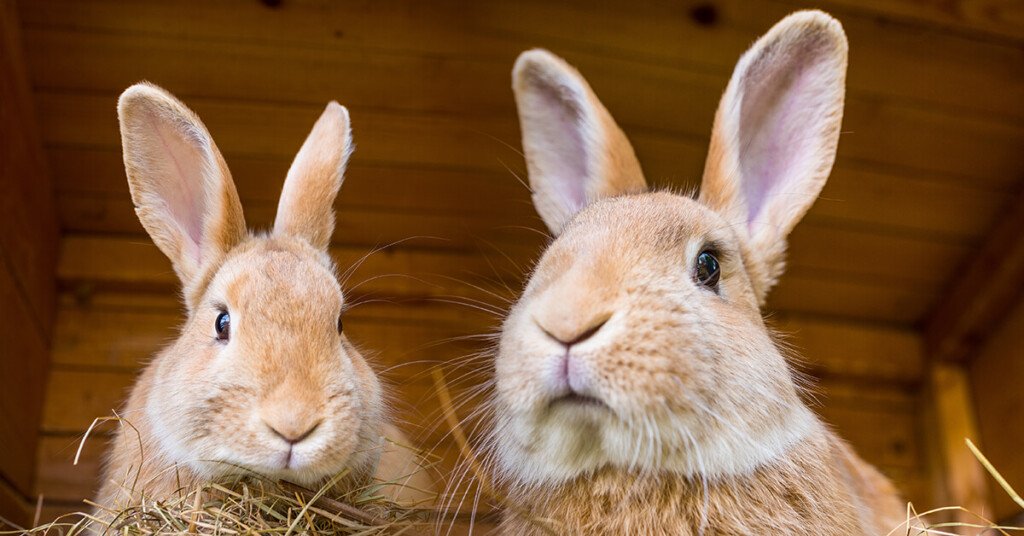 Imagen de Conejos enanos son una opción exótica y única como mascotas en Mendoza, Argentina. en Argentina