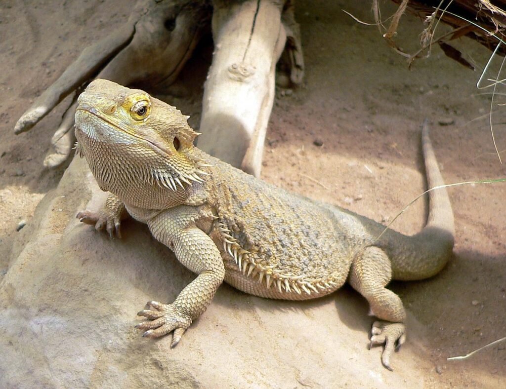 Imagen de Elige juguetes adecuados para dragones barbudos en Mendoza, una popular mascota exótica en Argentina. en Argentina