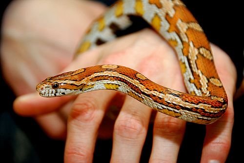 Imagen de Costo de tener una serpiente de maíz como mascota exótica en Formosa, Argentina. en Argentina
