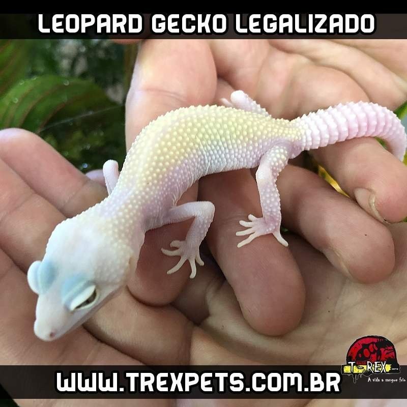 Imagen de Requisitos legales para tener geckos leopardo en Formosa, Argentina, y su creciente popularidad. en Argentina