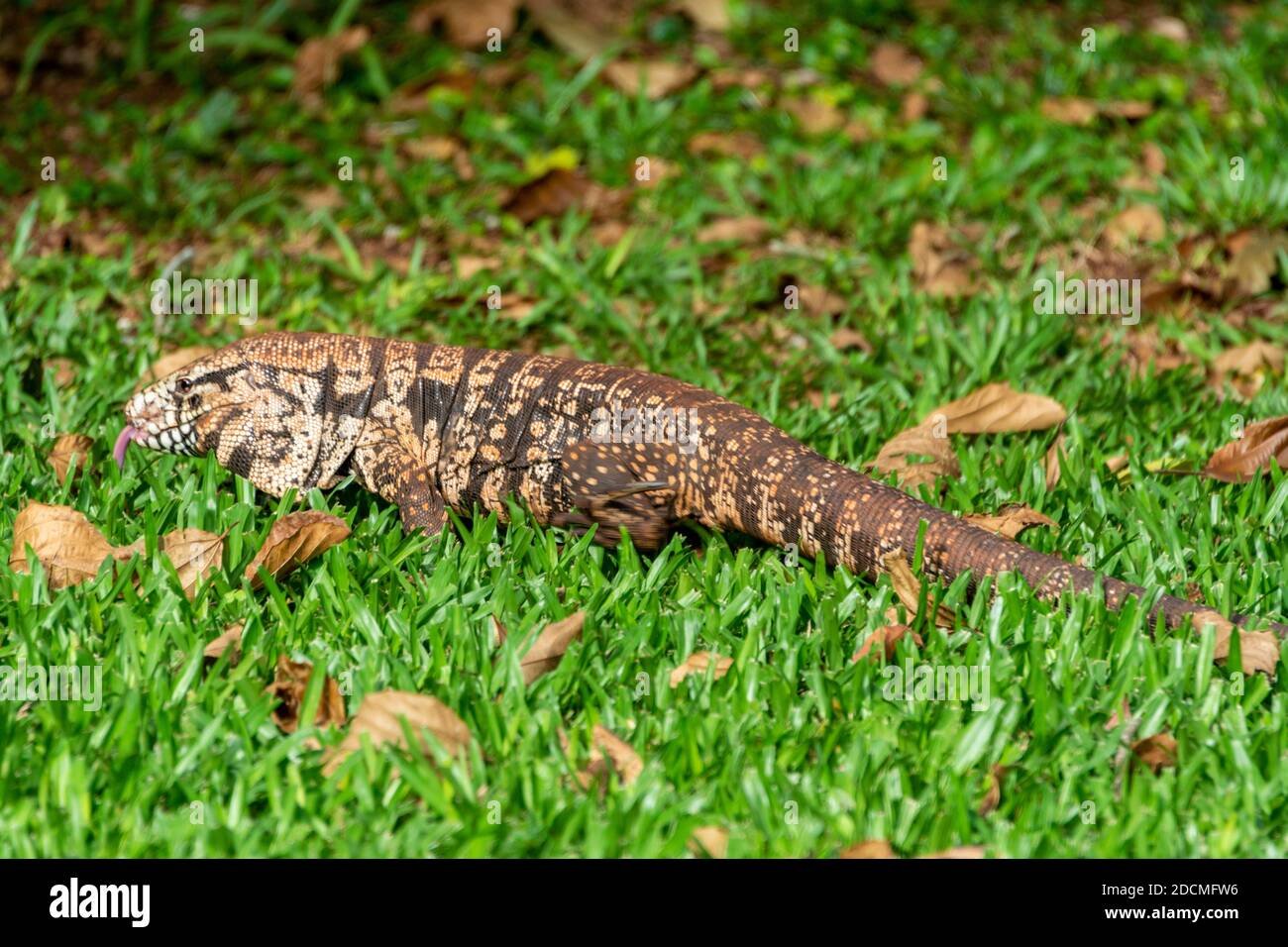 Imagen de Crea un hábitat perfecto para tu lagarto tegu en Bahía Blanca, Argentina. en Argentina