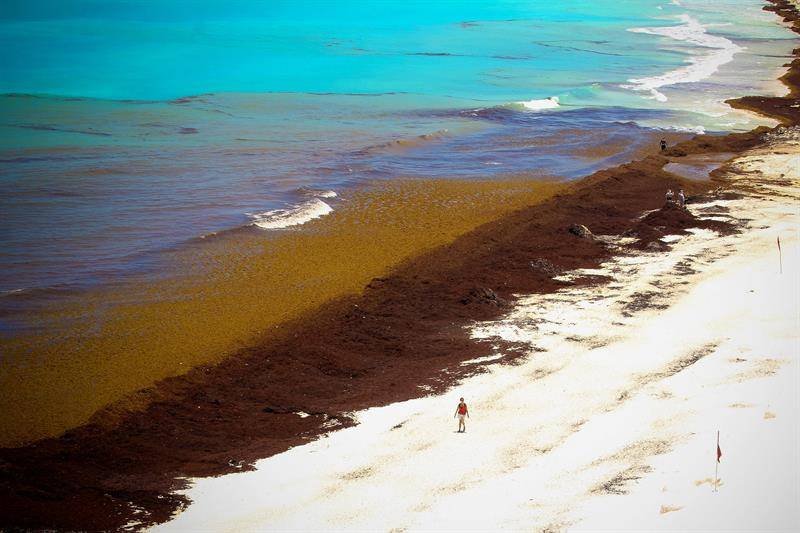 Alerta en las playas del Caribe por el sargazo que en 2025 ya es récord en Redacción Clarín, Los