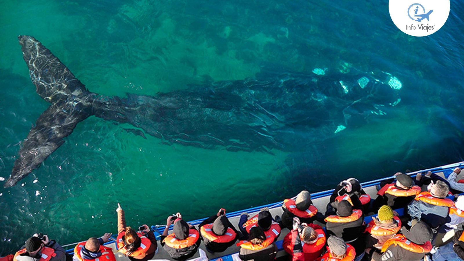 Cuándo comienza la temporada de ballenas en Puerto Madryn y precios de excursiones para las vacaciones de invierno en Grisel Isaac, Grisel