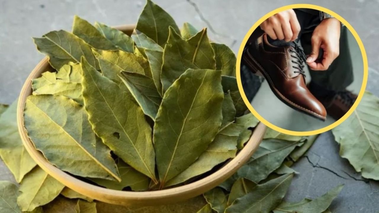 Dónde hay que poner hojas de laurel en casa para atraer la abundancia, según el Feng Shui en El Cronista, Información General