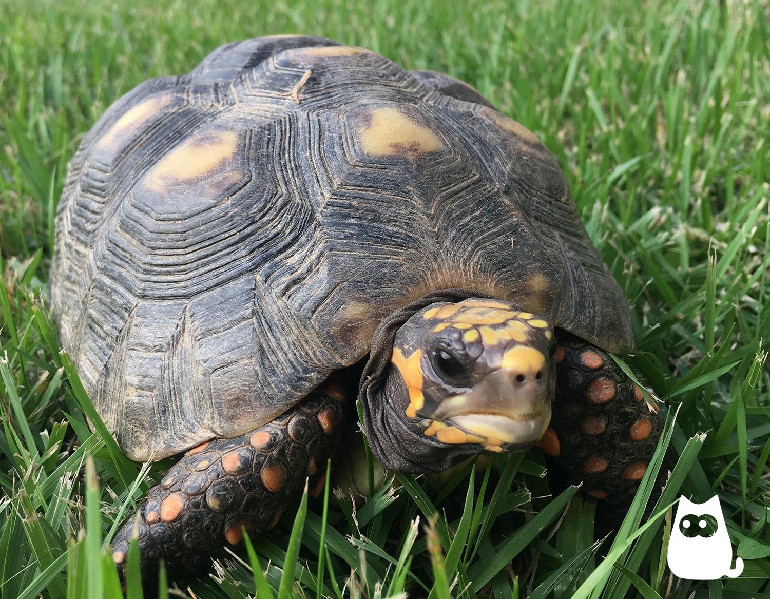 Imagen de Experiencias de tener una tortuga acuática como mascota exótica en San Juan, Argentina. en Argentina