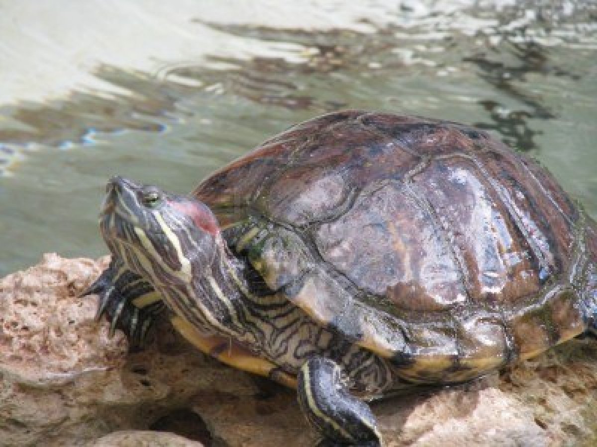 Imagen de Curiosidades sobre tortugas acuáticas como mascotas exóticas en San Luis, Argentina. en Argentina