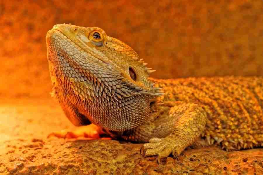 Imagen de Accesorios esenciales para dragones barbudos, populares como mascotas exóticas en Puerto Madryn. en Argentina
