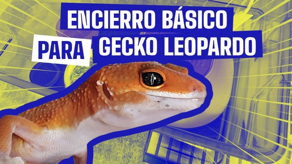 Imagen de Entrenamiento de gecko leopardo en San Luis para fortalecer el vínculo con tu mascota exótica. en Argentina