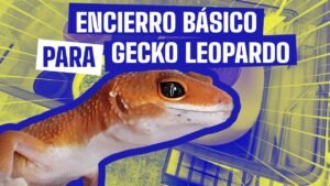 Imagen de Entrenamiento de gecko leopardo en San Luis para fortalecer el vínculo con tu mascota exótica. en Argentina