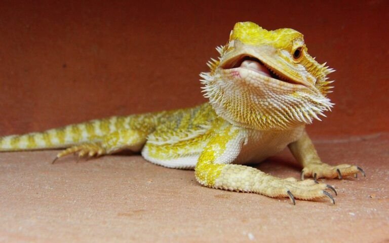 Imagen de Elige juguetes adecuados para dragones barbudos en Mendoza, una popular mascota exótica en Argentina. en Argentina