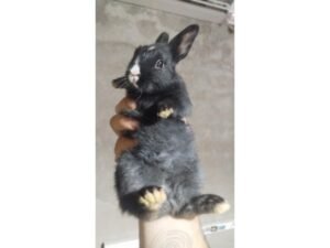 Imagen de Entrenamiento de conejos enanos en San Juan: técnicas para mascotas exóticas en Argentina. en Argentina