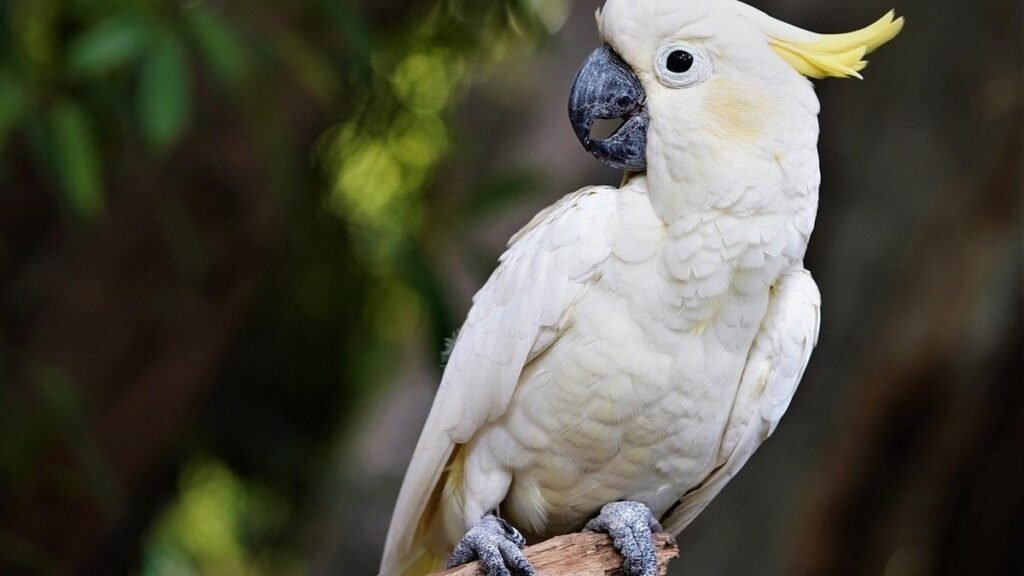 Imagen de Cacatúas son una popular opción de mascotas exóticas en Argentina, especialmente en Bahía Blanca. en Argentina