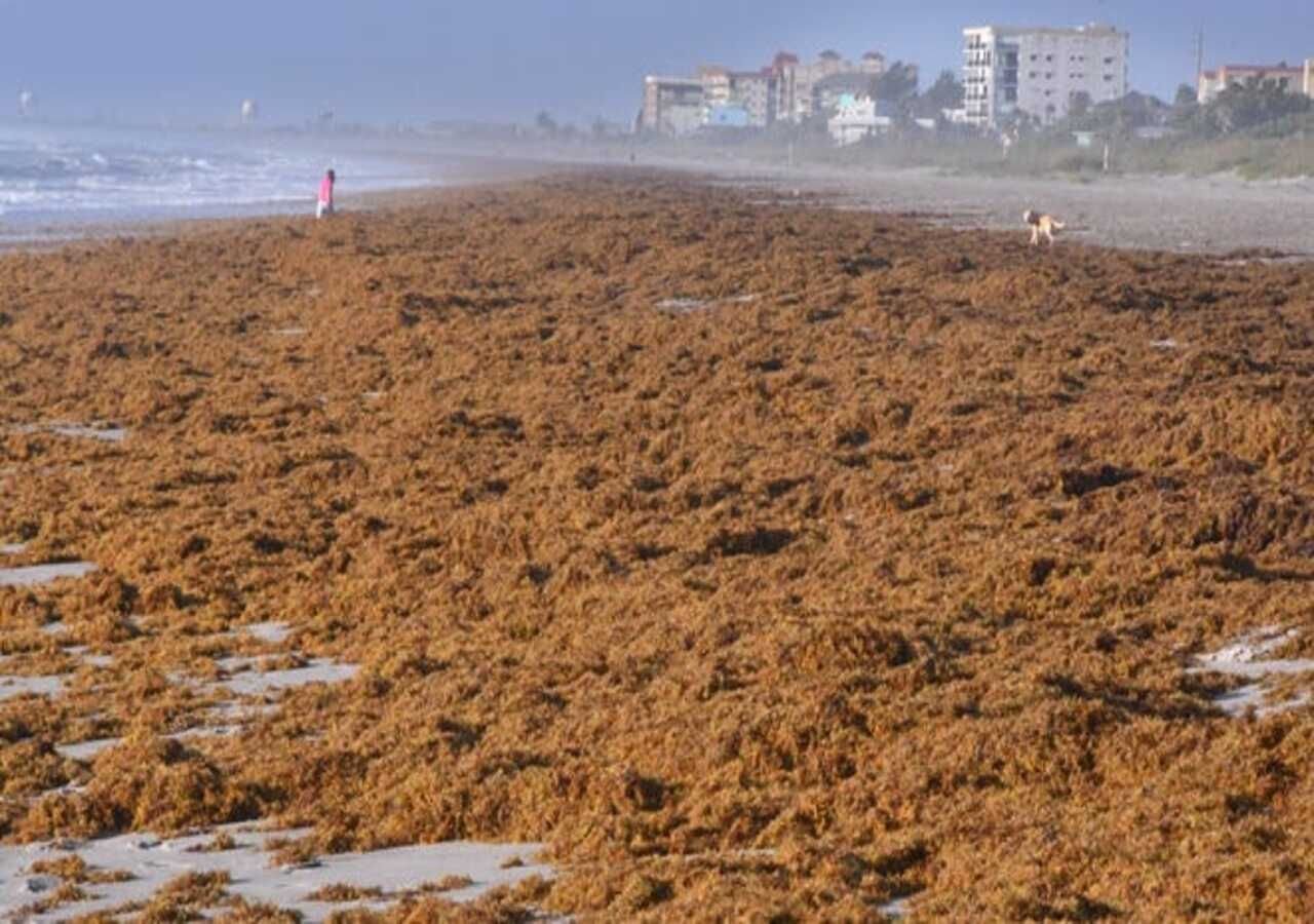 Alerta en las playas del Caribe por el sargazo que en 2025 ya es récord en Redacción Clarín, Los