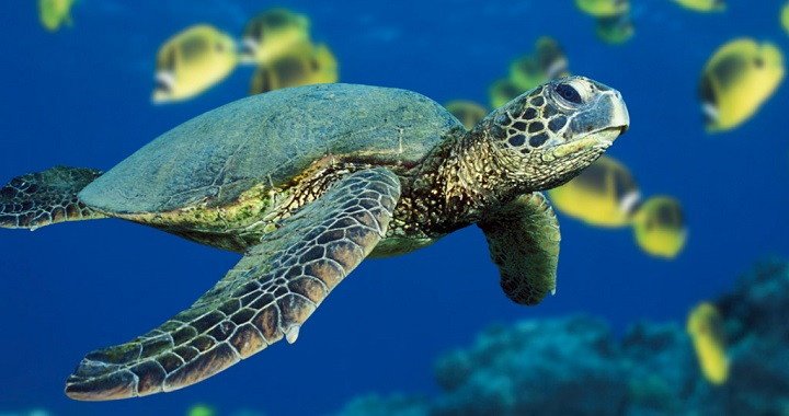 Imagen de mascota exótica