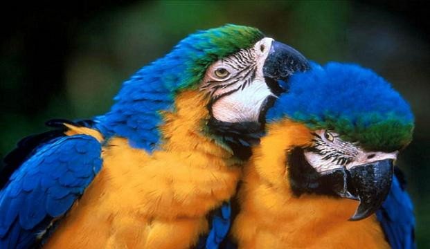 Imagen de mascota exótica