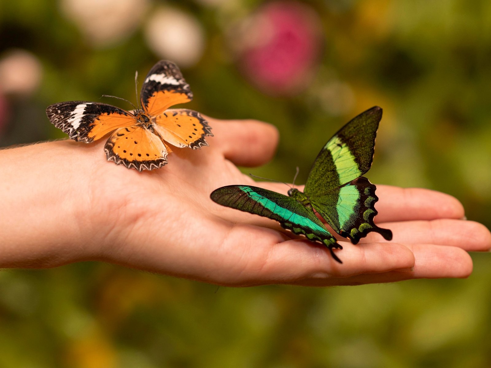Gigantes del reino insecto: maravillas de la naturaleza en Latinoamérica Latinoamérica, un continente de extraordinaria ... Descubre más sobre desafío, adapt...