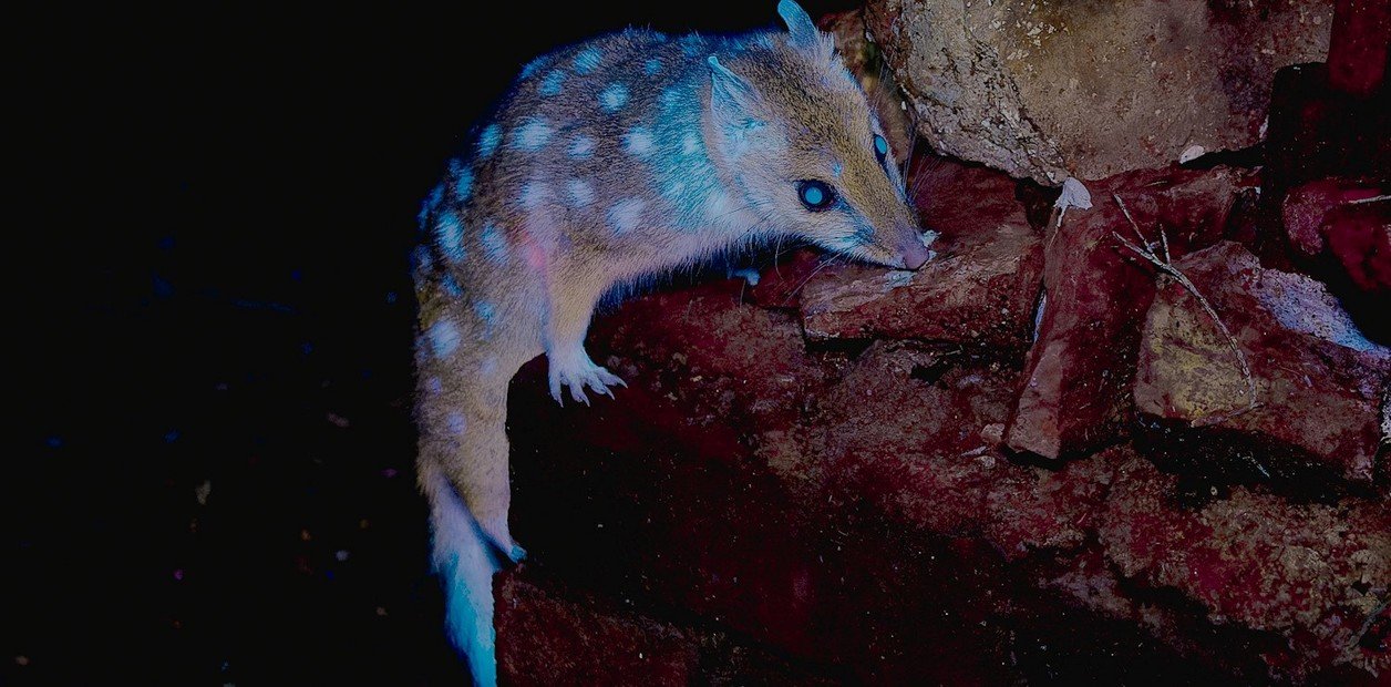 Por primera vez, fotografiaron a un marsupial fluorescente en su hábitat natural. Foto: Fluroscape/Benjamín Alldridge.